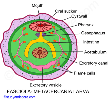 Fasciola hepatica, life cycle in sheep, life cycle in snail, Myracidium larva, sporocyst, redia, cercaria, metacercaria	